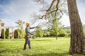 Best Tree Trimming and Pruning  in Auburn, WA