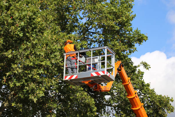 Best Tree Risk Assessment  in Auburn, WA